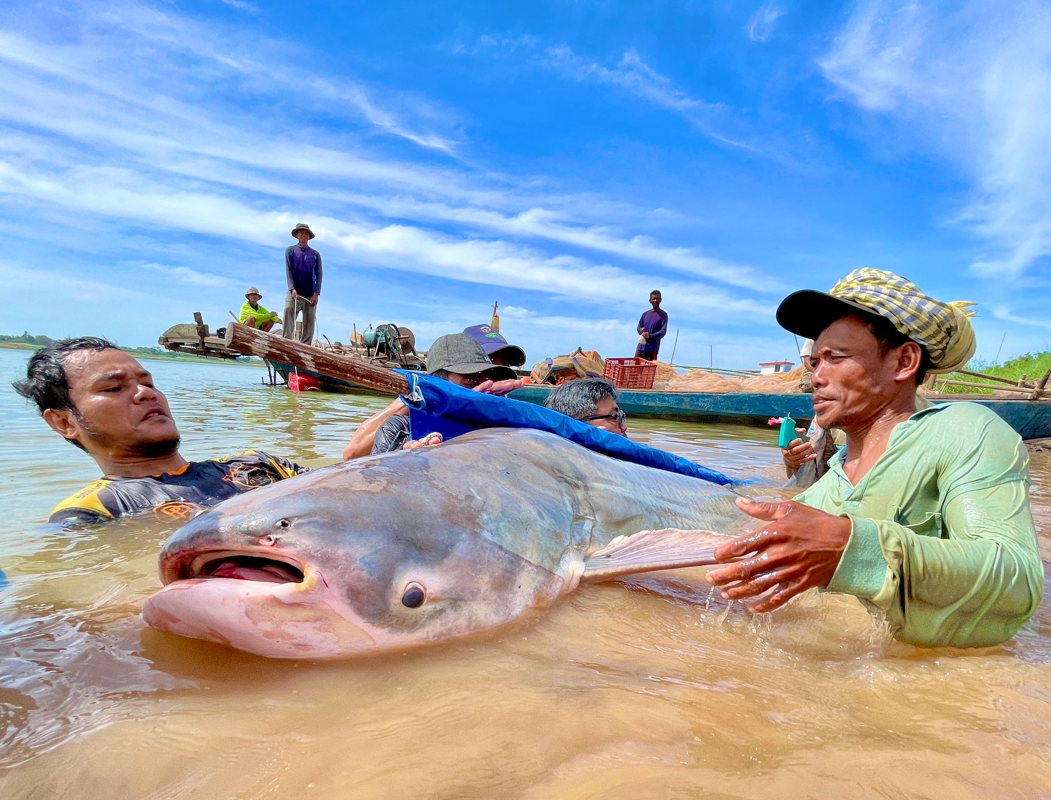 Mekong giant catfish release
