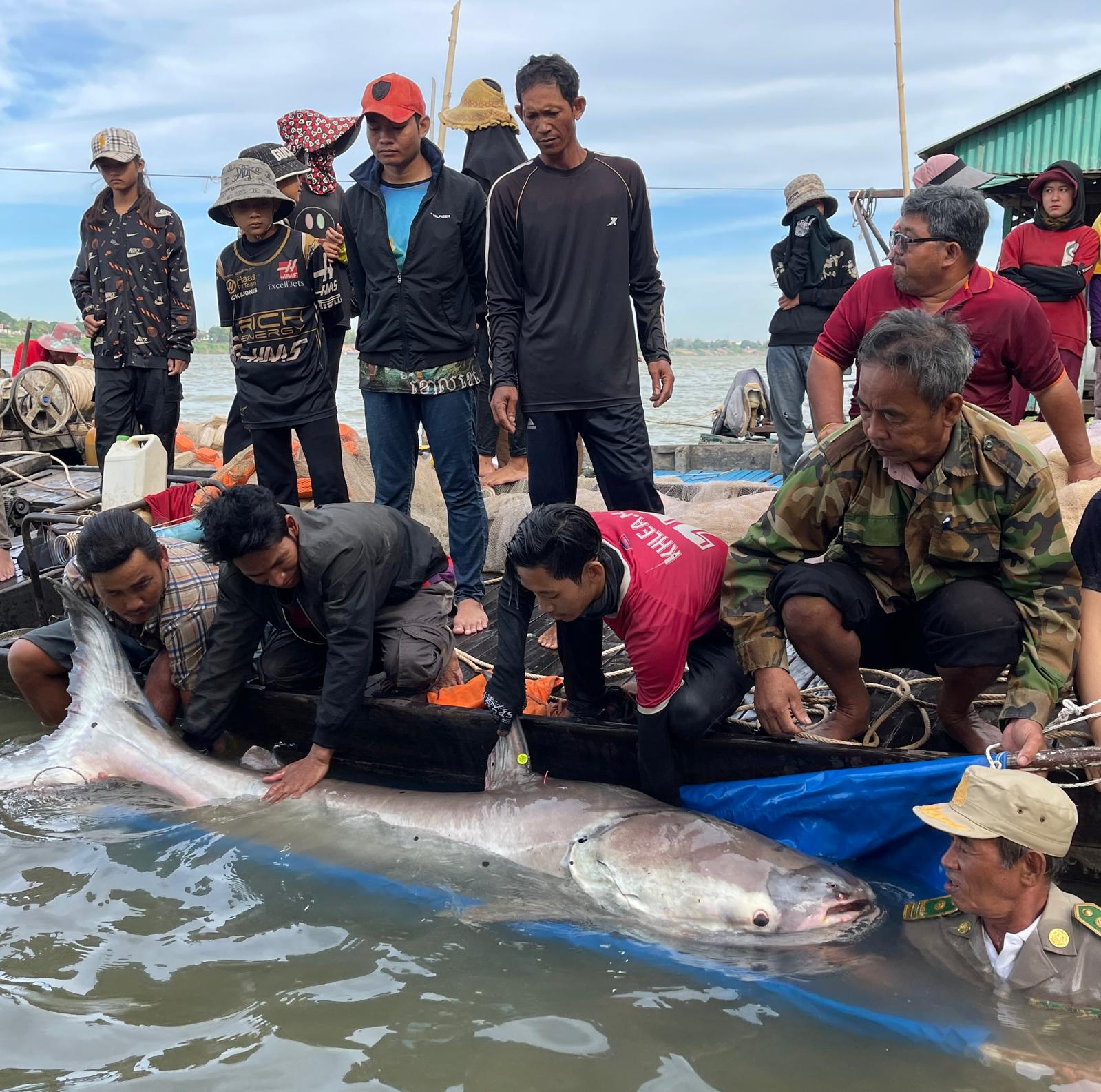 Mekong giant catfish being released on the Mekong River